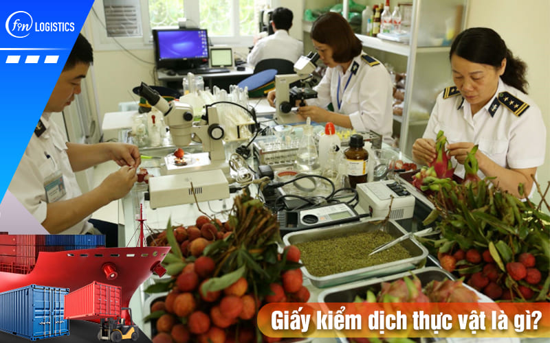 Những điều bạn cần biết về giấy kiểm dịch thực vật (Phytosanitary Certificate) 9 Giay-kiem-dich-thuc-vat-la-gi